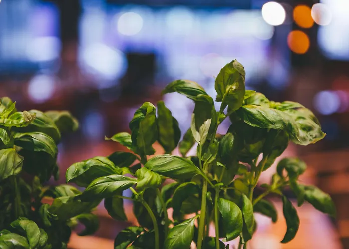 Отель Radisson Blu Seaside Hotel,